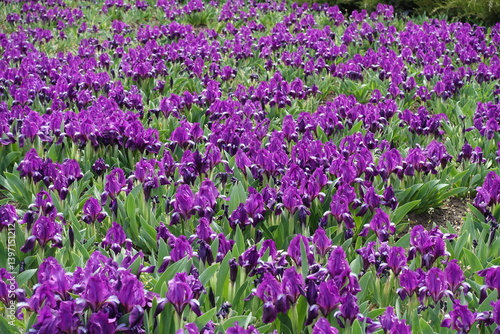 Obraz na płótnie Plenty of purple flowers of dwarf irises in April w salonie