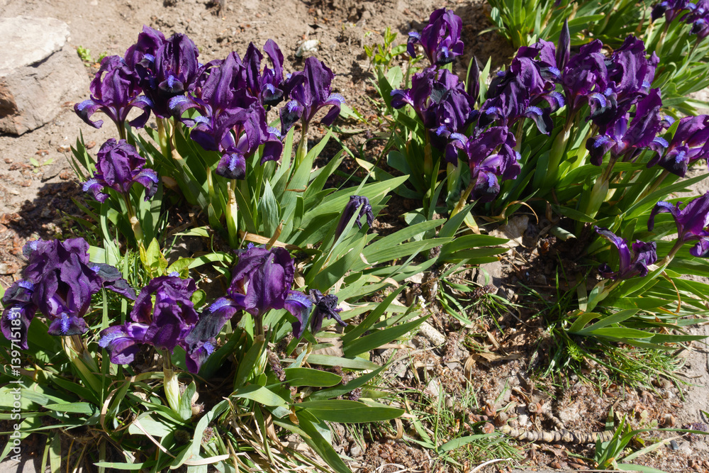Numerous dark purple flowers of dwarf irises in April