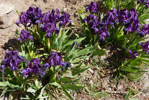 Obraz na płótnie Numerous dark purple flowers of dwarf irises in April w salonie