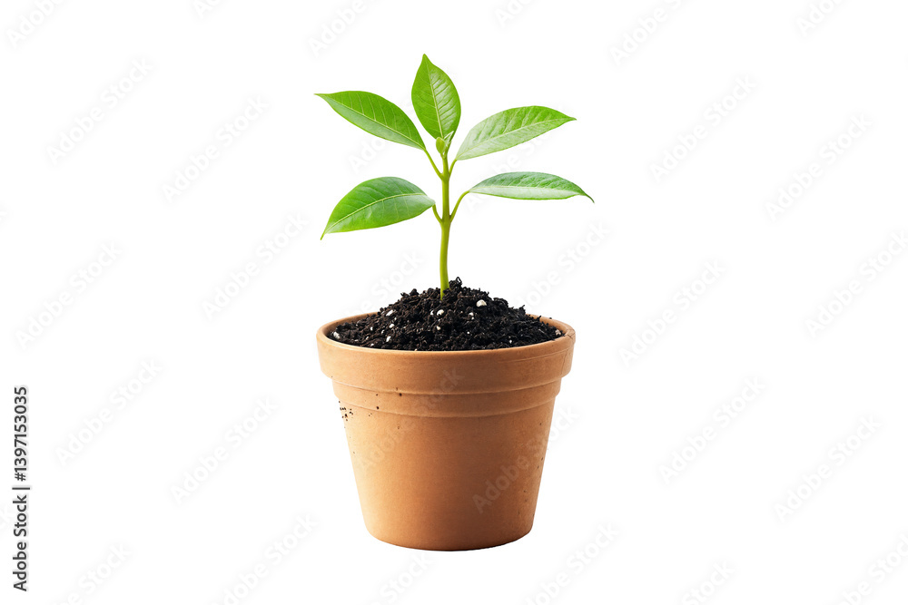 Young green plant growing in a terracotta pot with soil isolated on white background Young green plant growing in a terracotta pot with soil isolated on white background