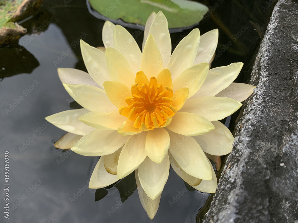 Bougainvillea flower, lotus, Asoka Flower, All flowers that live in Bali, Wild Flowers, In Garden. The beauty of Balinese architecture, Balinese culture
Bougainvillea flower, lotus, Asoka Flower, All flowers that live in Bali, Wild Flowers, In Garden. The beauty of Balinese architecture, Balinese culture