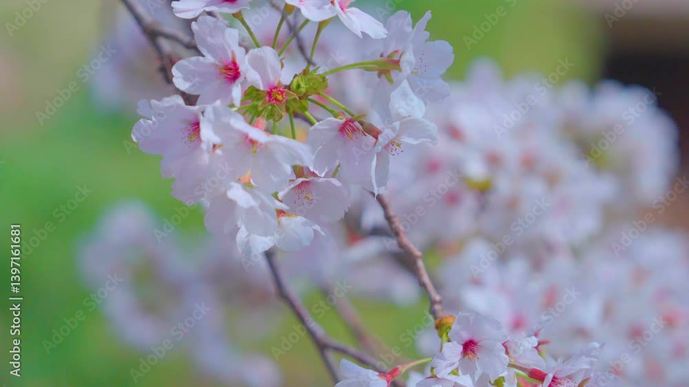 Beautiful spring scenery video of Korea where branches of white cherry blossom trees in full bloom under the blue sky are scattered in the spring breeze Beautiful spring scenery video of Korea where branches of white cherry blossom trees in full bloom under the blue sky are scattered in the spring breeze