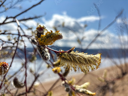 Spring awakening of nature in the Samara region