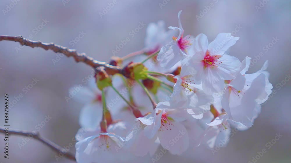 Beautiful spring scenery video of Korea where branches of white cherry blossom trees in full bloom under the blue sky are scattered in the spring breeze Beautiful spring scenery video of Korea where branches of white cherry blossom trees in full bloom under the blue sky are scattered in the spring breeze