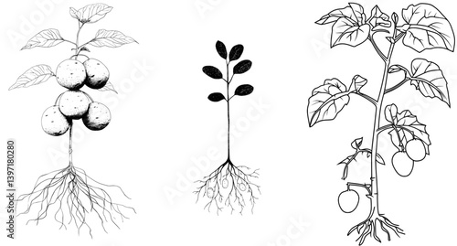 A modern isolated sketch illustration of a potatoes vegetable plant in black and white