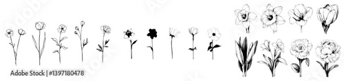 Modern line art, ink, engraving, drawing, and illustration techniques are used to create a flower collection