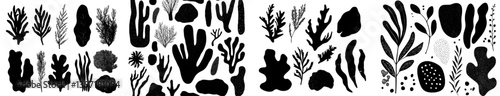 A silhouette of seaweed is isolated, with marine plants set against a white background