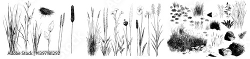 Modern line art illustration and engraving of ink drawings featuring a collection of plants from water, lakes, rivers, and swamps