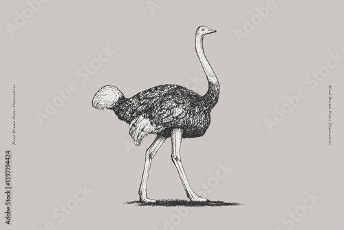 Ostrich. Hand-draw of a walking ostrich on a light background. Bird in vintage engraving style. Vector retro illustration.