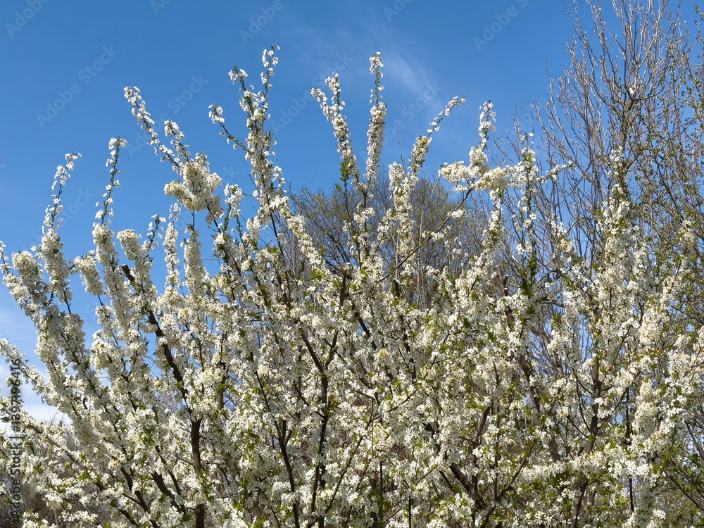Spring blooming cherry blossoms against clear blue sky in park Spring blooming cherry blossoms against clear blue sky in park