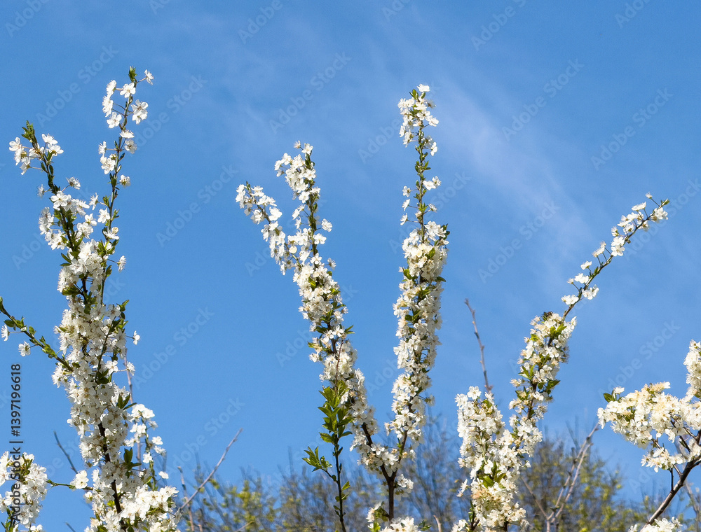 Blossoming white flowers against clear blue sky Blossoming white flowers against clear blue sky