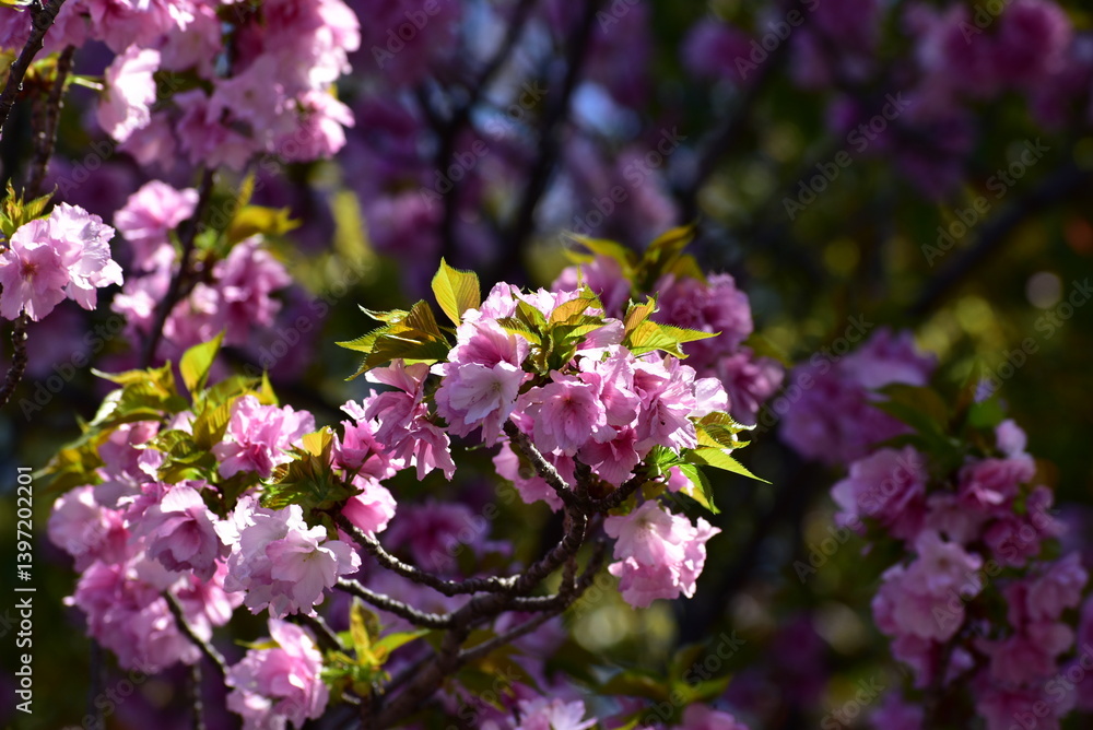 日光に照らされた里桜 日光に照らされた里桜