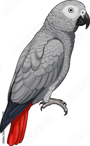 African Grey Parrot