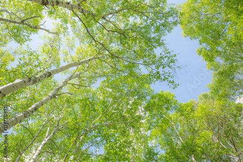 青空に映える見上げた白樺の新緑5