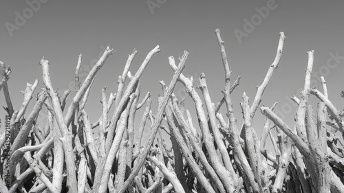 Snow Covered Branches Winter Landscape Monochrome Photography
