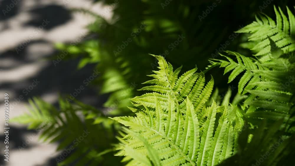 Sunlit green fern leaves. Sunlit green fern leaves.