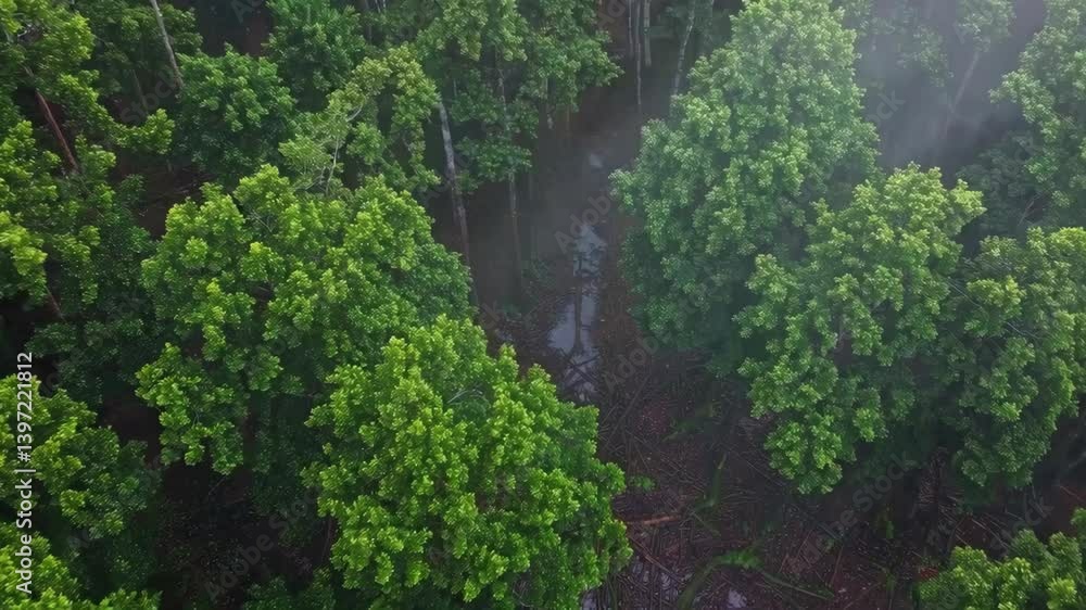Lush Green Forest Canopy with Mist Rising and a Small Stream Winding Through the Trees
Lush Green Forest Canopy with Mist Rising and a Small Stream Winding Through the Trees