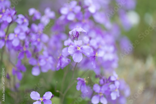 Wallpaper Mural ムラサキハナナ Torontodigital.ca