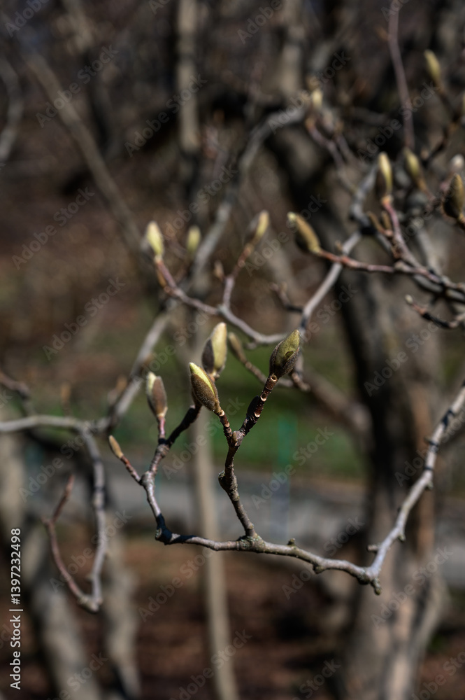 magnolia buds in ice. magnolia branch in early spring, close-up. magnolia buds in ice. magnolia branch in early spring, close-up.