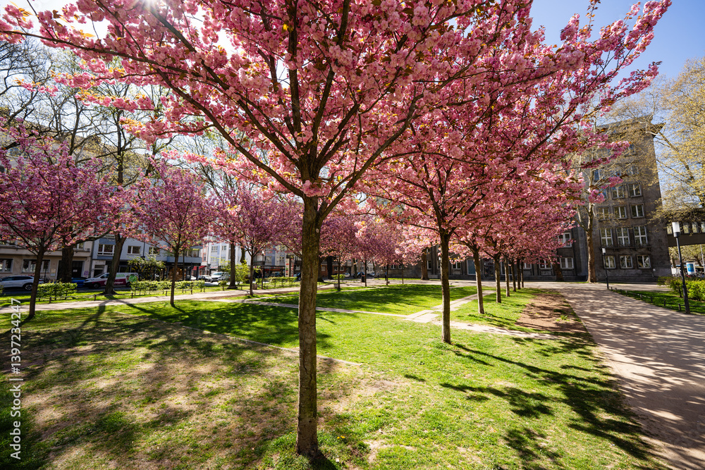Kirschblüte Kaiserstraße Mainz, April 2025