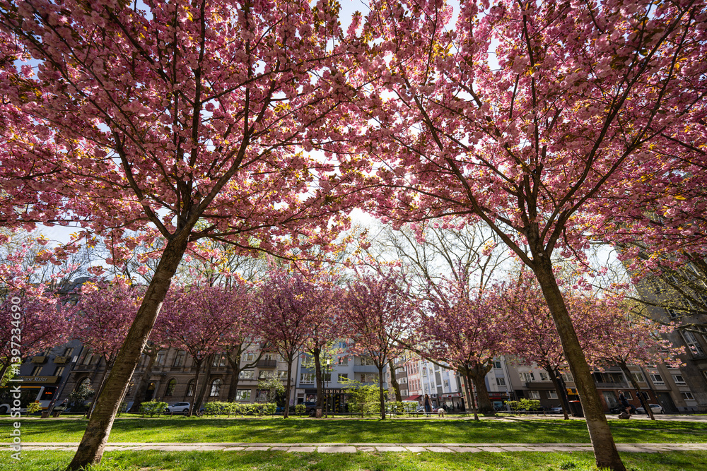 Kirschblüte Kaiserstraße Mainz, April 2025