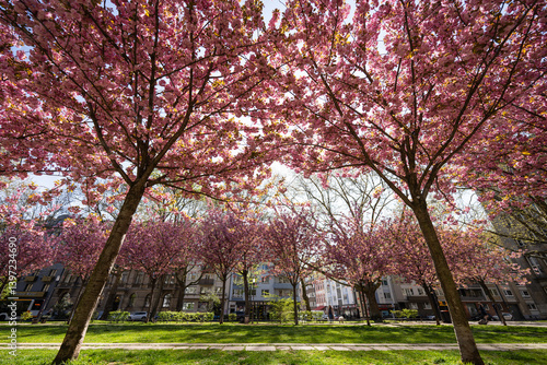 Obraz na płótnie Kirschblüte Kaiserstraße Mainz, April 2025 w salonie