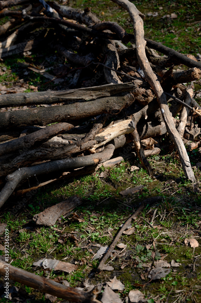 Cut down trees in the forest
Cut down trees in the forest