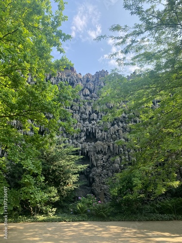 trees in the mountains