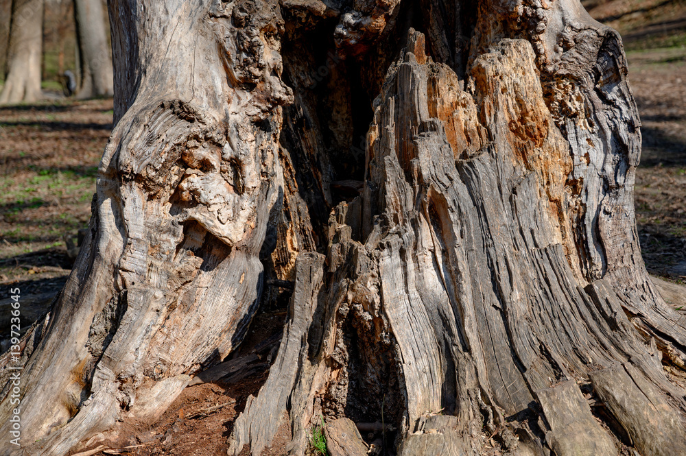 tree trunk. hollow tree trunk. hollow