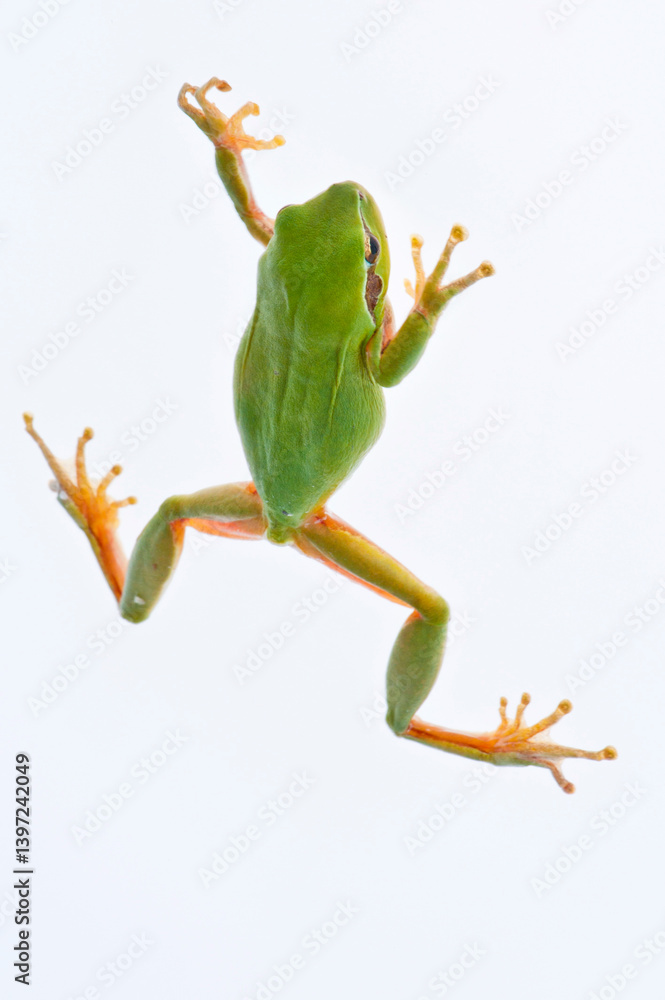 Fototapeta premium Une grenouille sur fond blanc