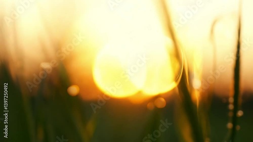 Water Droplets on Grass Blades at Sunset