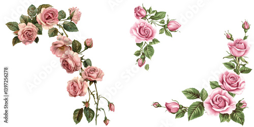 Set of a Pink roses border, corner decoration, isolated on transparent background.
