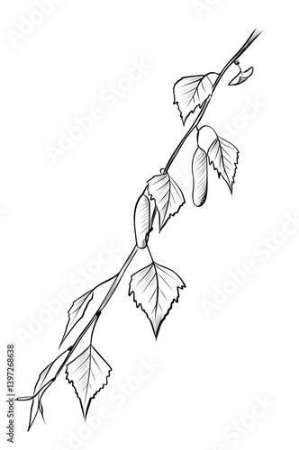 Birch branch with leaves Hand drawing Vector