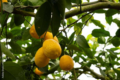 Canvastavla Meyer Lemon Tree with Ripe Yellow Fruits