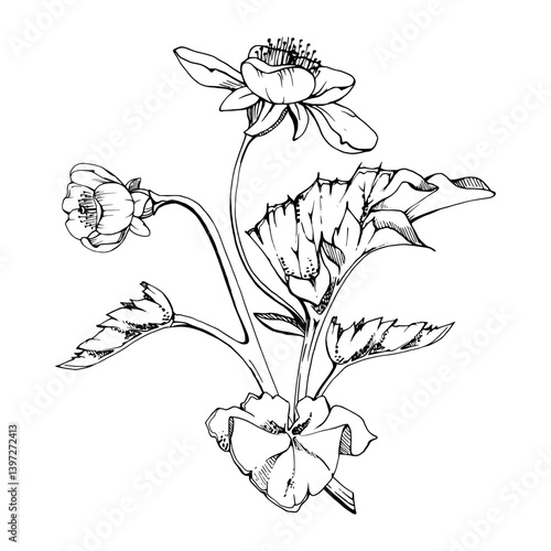 Early spring cloudberry flowers with leaves, white forest anemone primrose ephemera, hand drawn vector ink. Single boutonniere buttonhole isolated illustration. Wedding, florist shop, scrapbooking