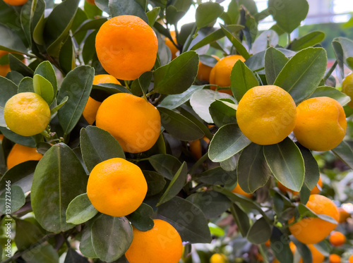 Photography Ripe and unripe calamondin oranges growing on a vibrant green tree, close-up view of fresh citrus fruits in natural outdoor light