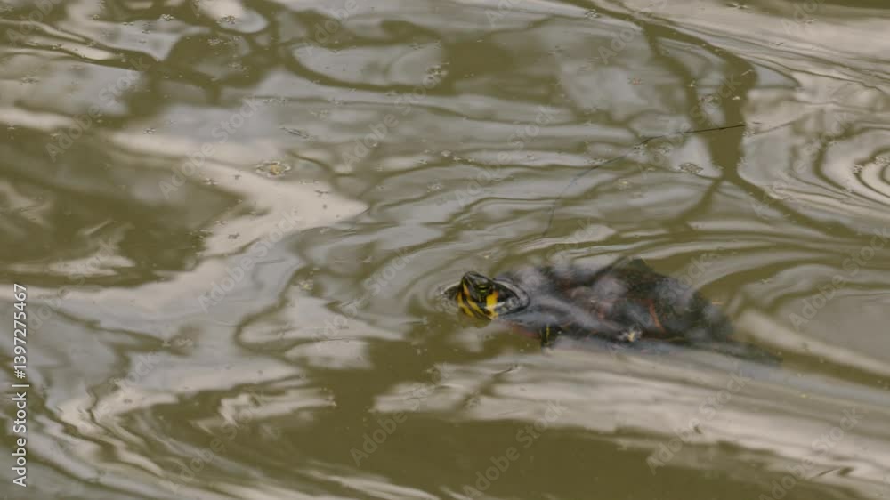 Half submerged turtle floating with head above calm river water Half submerged turtle floating with head above calm river water