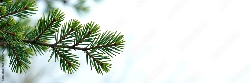 Branches of pine trees against a clean white background, woodland, single stem, nature photography Branches of pine trees against a clean white background, woodland, single stem, nature photography