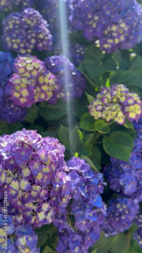 hydrangea blooming in spring. hydrangeas blue and purple hydrangea blooming in spring. hydrangeas blue and purple
