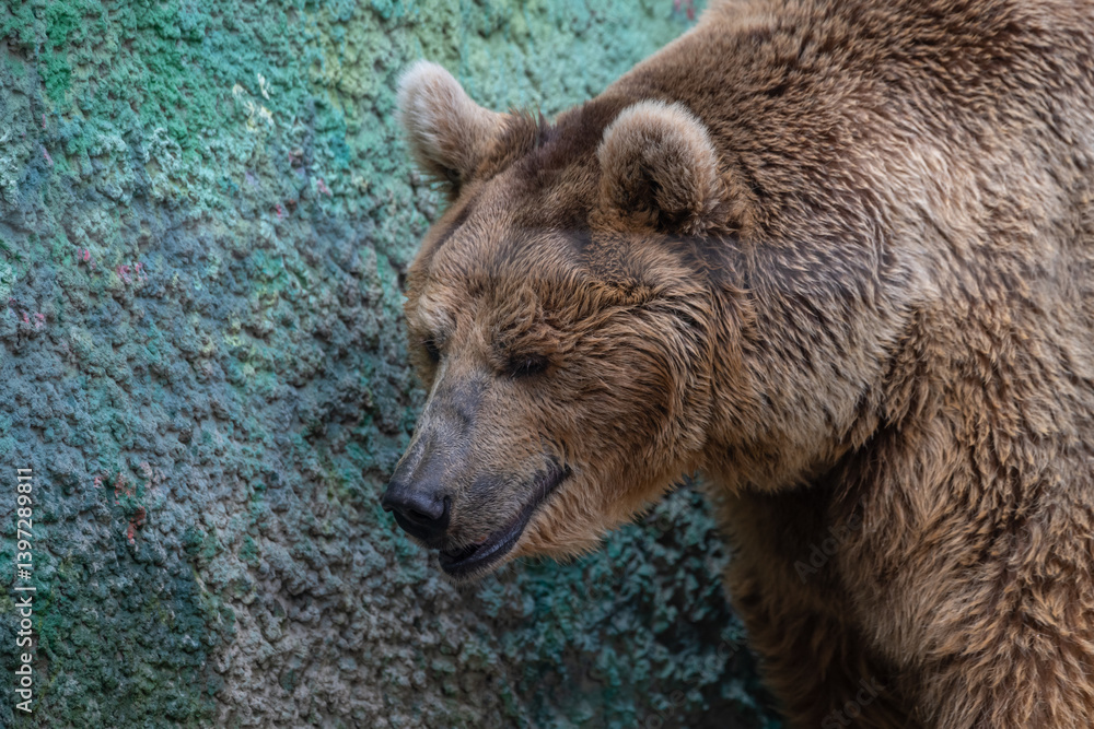 Obraz premium Brown bear exploring rocky terrain in a serene natural habitat