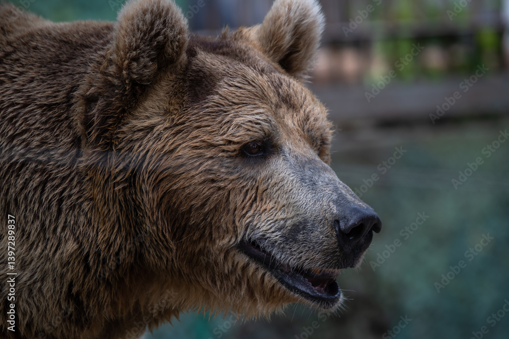 Fototapeta premium Brown bear in a natural habitat enjoying a quiet moment in the forest