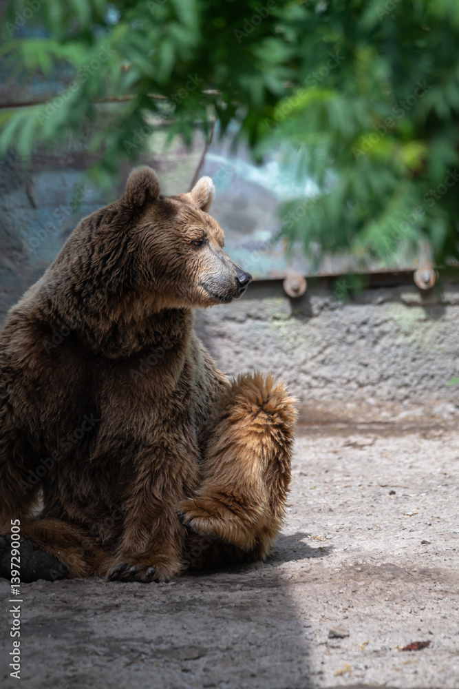 Obraz premium Brown bear resting under foliage in natural habitat during daytime