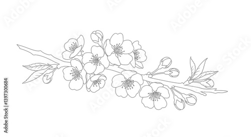 Cherry blossom branch coloring page line art featuring beautiful blooming flowers and unopened buds detailed
