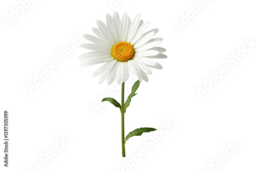 white daisy with a slender green stem positioned slightly off-center highlighting its natural elegance Isolated on white background