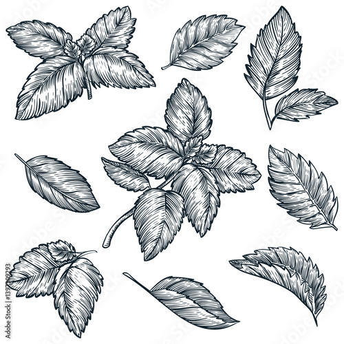 Mint leaves set on white background. Vector hand drawn sketch illustration. Cooking spices herb design elements