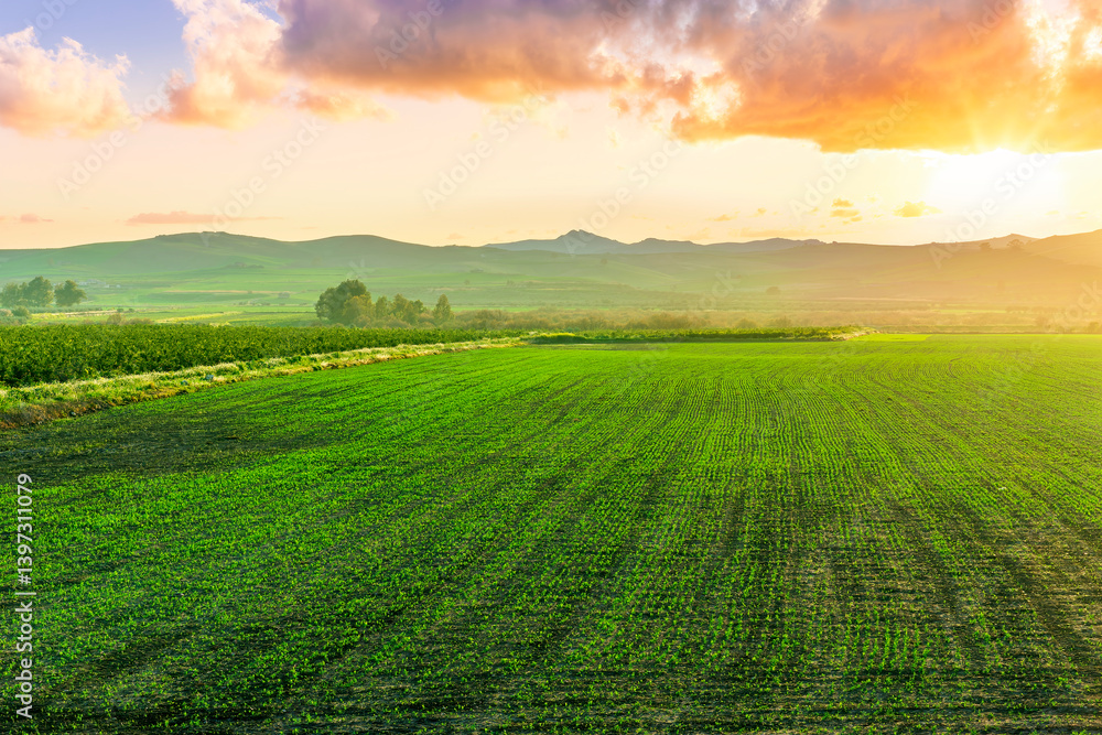 Obraz premium beautiful green spring dawn in a farmland agricultural field with rows of young plant growth and nice sunset sun above mountains on background