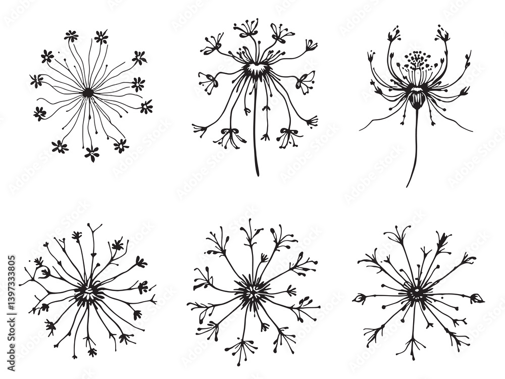 Obraz premium Spider Flower Black Line Art on White Background