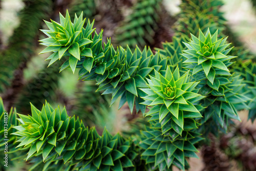 The shape of the tip of a monkey puzzle tree branch with many thorns.