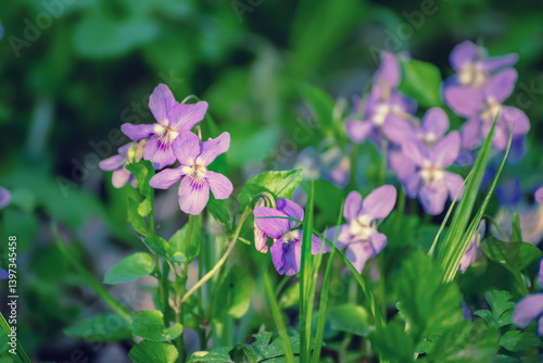 Viola reichenbachiana. Common Violet. Small purple flowers in forest at early spring