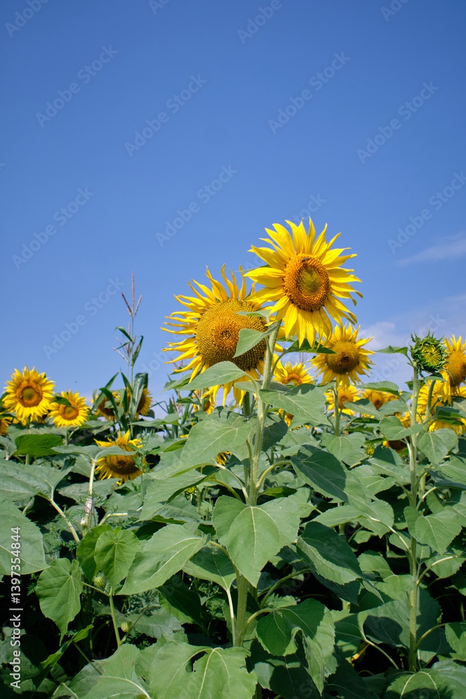 Obraz premium a sunflower in the field